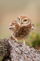 Owl. Colorful nature background. Bird: Little owl. Athene noctua.  