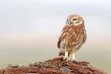 Owl. Colorful nature background. Bird: Little owl. Athene noctua.  