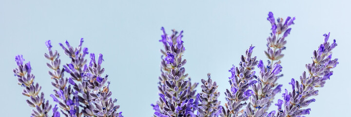 Lavender flowers panorama. Lavandula plants, alternative therapy panoramic banner