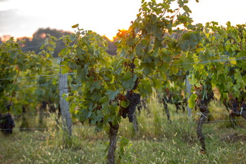 Morning light in the vineyards of Saint Georges de Montagne near Saint Emilion, Gironde, France