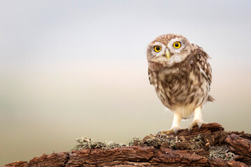 Owl. Colorful nature background. Bird: Little owl. Athene noctua.  