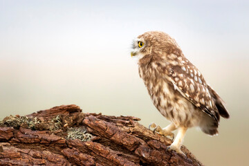 Owl. Colorful nature background. Bird: Little owl. Athene noctua.  