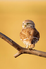 Owl. Colorful nature background. Bird: Little owl. Athene noctua.  