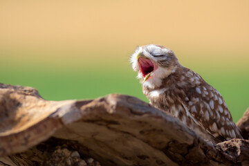 Little owl. Colorful nature background. Athene noctua.  