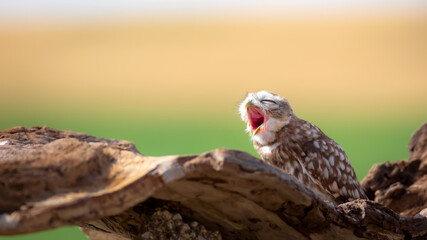 Little owl. Colorful nature background. Athene noctua.  