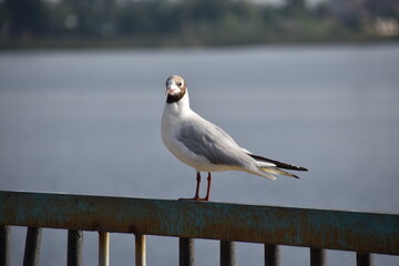 seagull on the pier