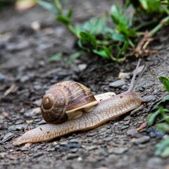 a snail crawls on the ground rainy weatherrainy weather