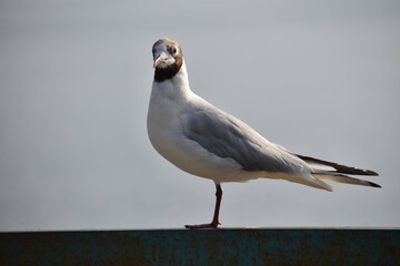 seagull on the beach