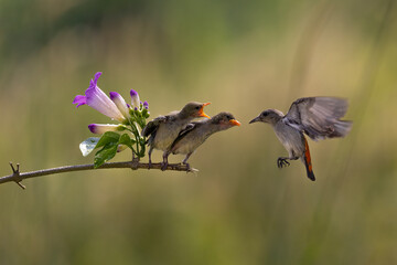Beautiful bird hovering  for feeding her chick in the bright morning with bokeh background.