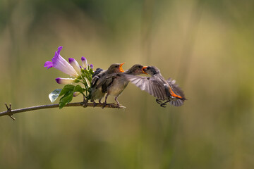 Beautiful bird hovering  for feeding her chick in the bright morning with bokeh background.