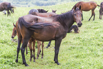 A brown horse stands docked to the camera against a background of other horses. A foal peeks out from behind her. Horses grazing in the mountains among green grass. The concept of cattle breeding.
