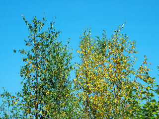 Changing autumn leaves on young silver birch trees