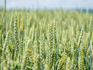 Green ears of wheat on a blurry field background . Concept of agricultural development.