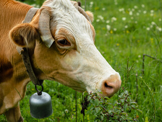 Close-up of the cow's head. On the neck hangs a bell. The ends of the horns are cut off. The animal...