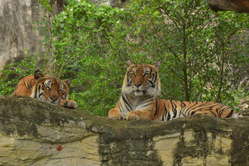Fototapeta na wymiar Rest time happy tiger friend after meal.