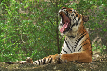 Rest time of the tiger on the stone and yawning happy.