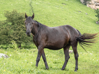 A brown horse with grass in its mouth stands against a background of green grass. Mountain pasture. The concept of livestock breeding