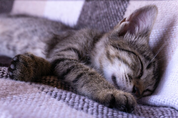 Fototapeta na wymiar Little tabby kitten sleeping on a beige checkered plaid