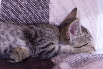 Little tabby kitten sleeping on a beige checkered plaid
