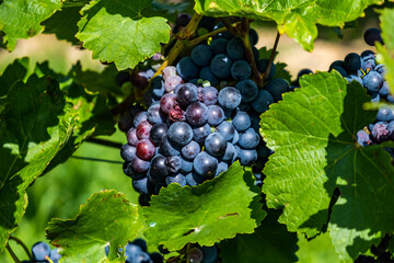 blue merlot grapes in green vineyard