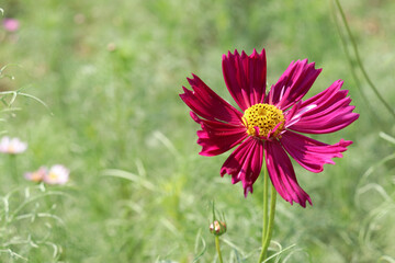 秋桜 コスモス 鮮やか はなびら 赤紫 ワインレッド  花畑 美しい グリーン かわいい 草