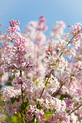 Beautiful pink lilac branch with flowers and buds in the summer garden