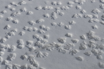 Traces of webbed duck paws on white snow top view