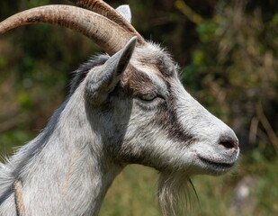 Fototapeta premium Grey goat at the pasture at the sunny summer