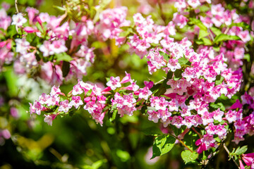 pink weigela blooms in the Botanical garden
