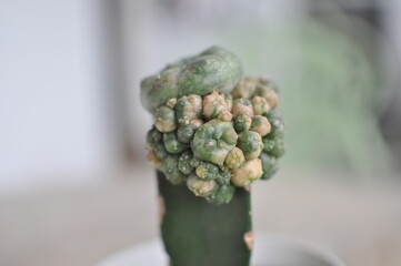 Gymnocalycium grafted cactus in a pot