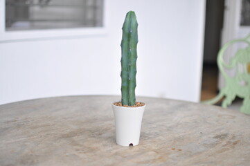 Blue boy cactus in white pot 