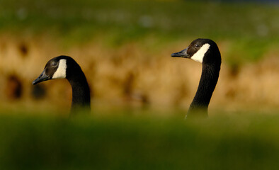 The Canada goose is a large wild goose with a black head and neck, white cheeks, white under its chin, and a brown body..