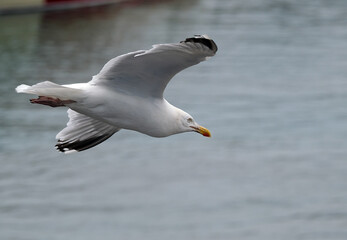 The European herring gull is a large gull, up to 66 cm long. One of the best-known of all gulls along the shores of Western Europe