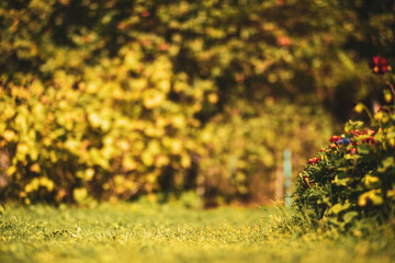 Close-up flower bed with highly blurred background with copy space. Fresh grass meadow in sunny morning. Beautiful country flowers on a bright day
