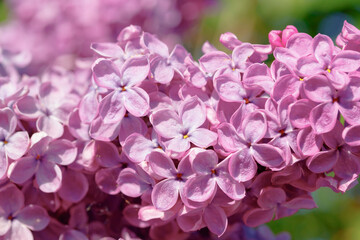 Beautiful lilac branch with flowers and buds in the summer garden