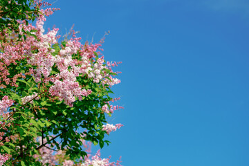 Beautiful pink lilac branch with flowers and buds in the summer garden