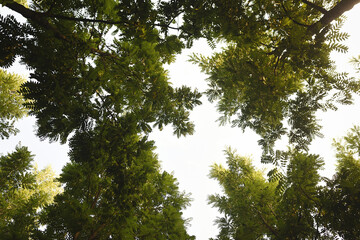 Treetops framed in the sky with komorebi light