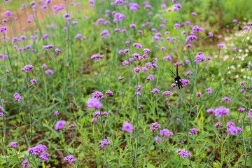 The Field of Verbena Flower and black butterfly