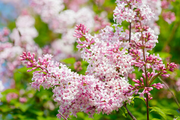 Beautiful pink lilac branch with flowers and buds in the summer garden