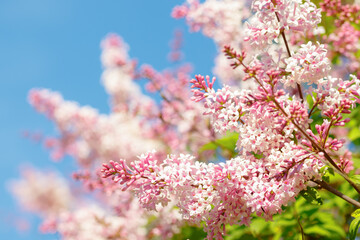 Beautiful pink lilac branch with flowers and buds in the summer garden