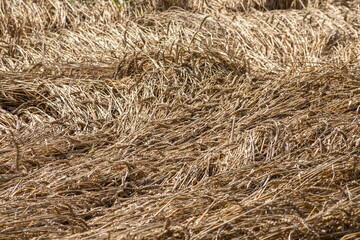 Field of Golden wheat under the blue sky and clouds