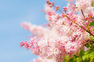 Beautiful pink lilac branch with flowers and buds in the summer garden