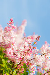 Beautiful pink lilac branch with flowers and buds in the summer garden