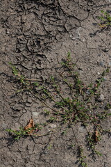 Cracked Earth and green grass. Dried Ground