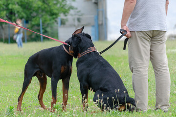 Two black pets sniff each other at dog park. Adult Rottweiler in front of Doberman on leash. Getting to know dogs during walk. Daytime. Back view