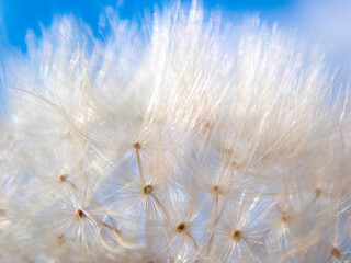 Fototapeta premium Dandelion background. Abstract dandelion seeds on blue sky background.