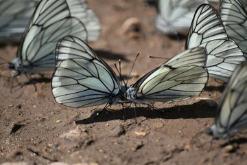 butterfly on a rock