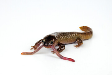 Oita salamander // Winkelzahnmolch (Hynobius dunni)