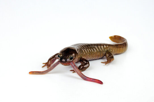 Oita salamander // Winkelzahnmolch (Hynobius dunni)