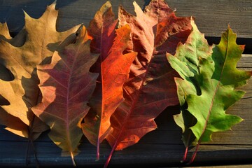 autumn maple leaves